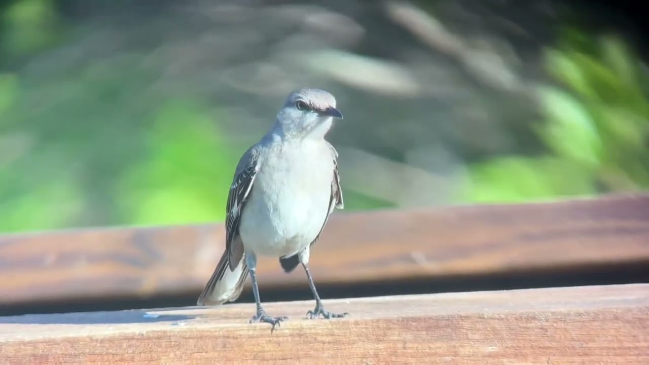 Moquer polyglotte, Northern mockingbird, Mimis polylottos, Floride, avril 2024
