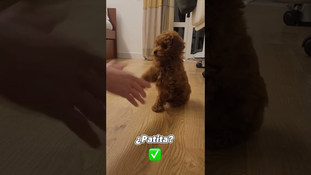 Mi caniche es un GENIO! 💫🧞 #canichetoy
