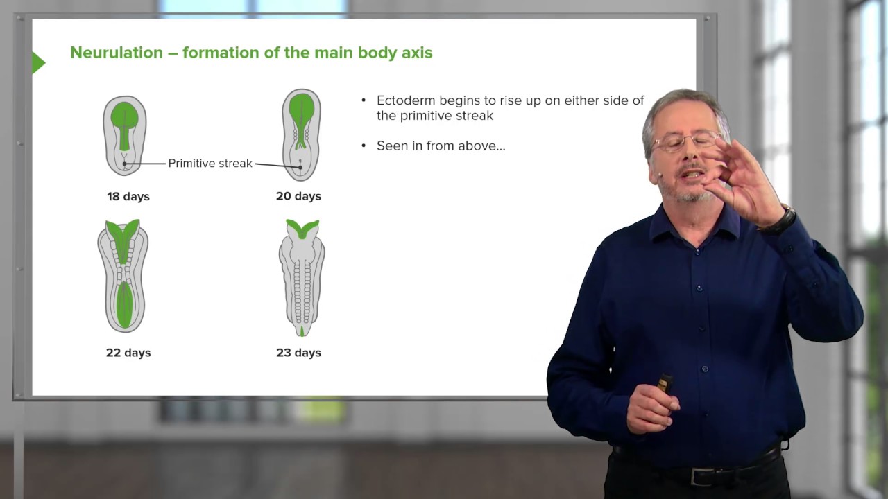 Embryologie : L'implantation / Nidation