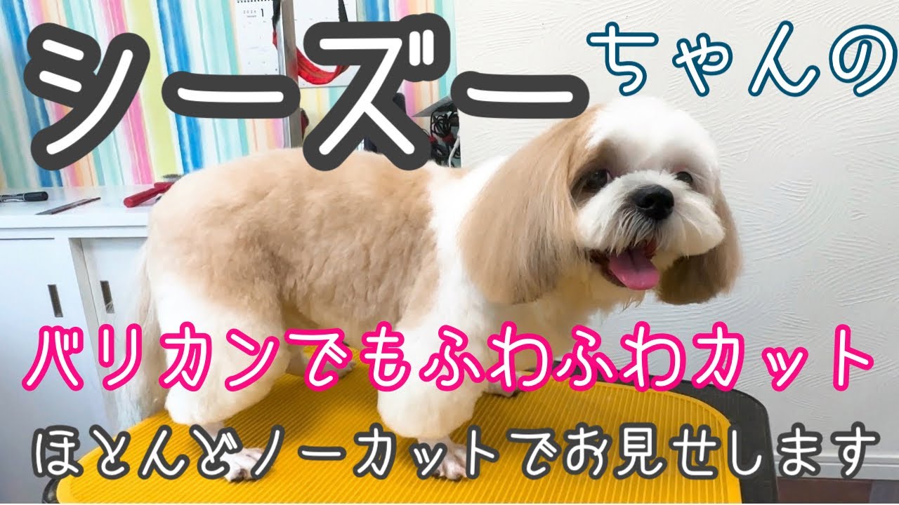 【シーズー】バリカン32ミリのふわふわカット最初から最後までお見せします！4K