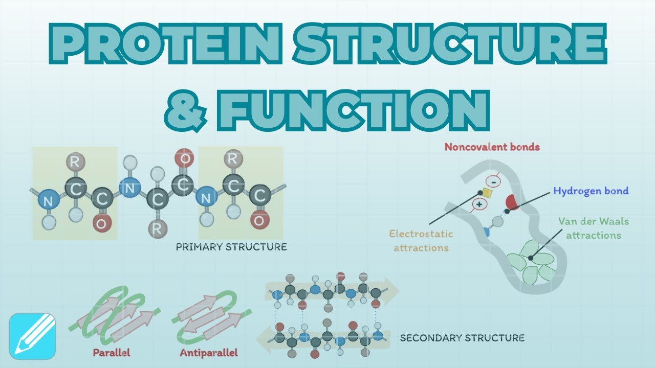 Protein Structure, Function & Regulation | Cell Biology