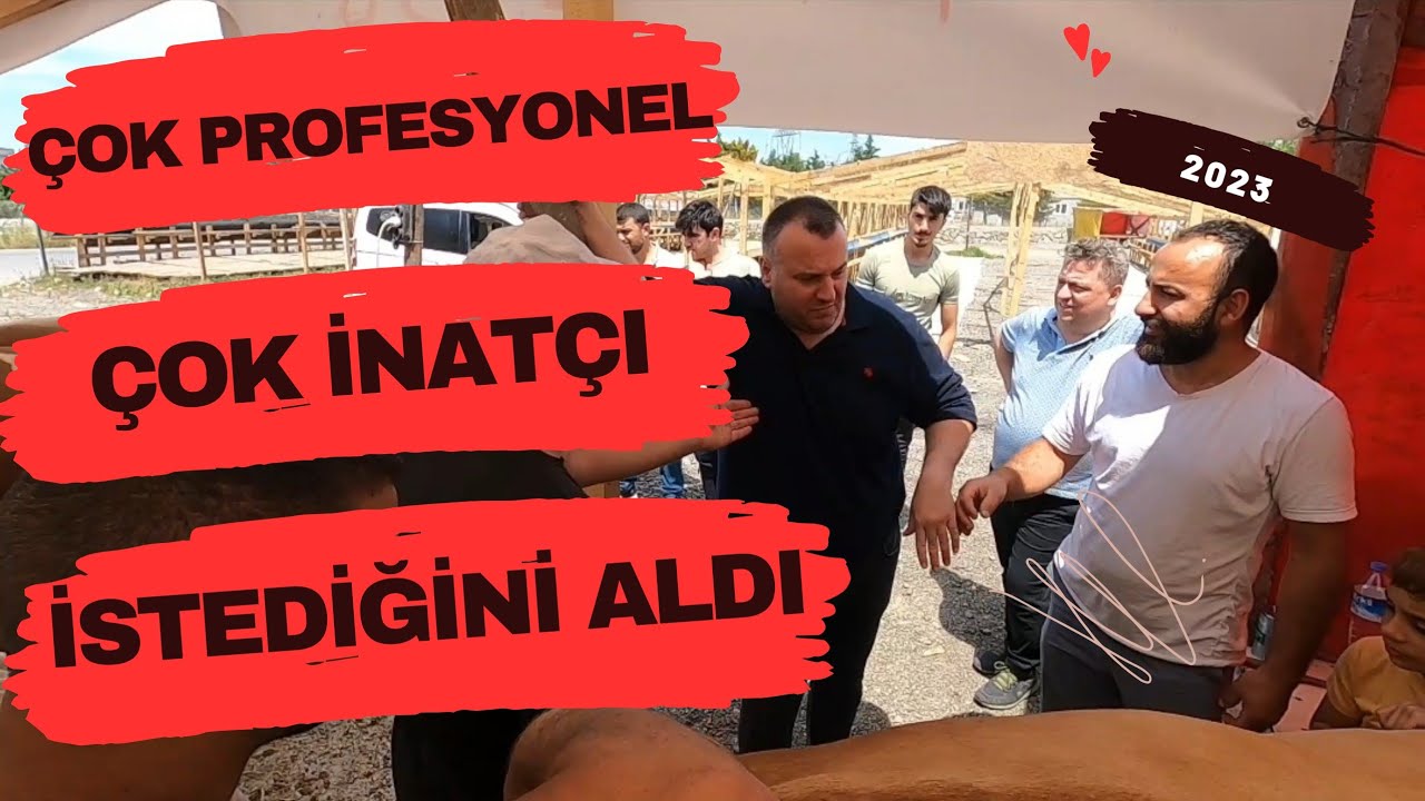 Tek Başına Kök Söktürdü | 2023 Kurbanlık Fiyatları