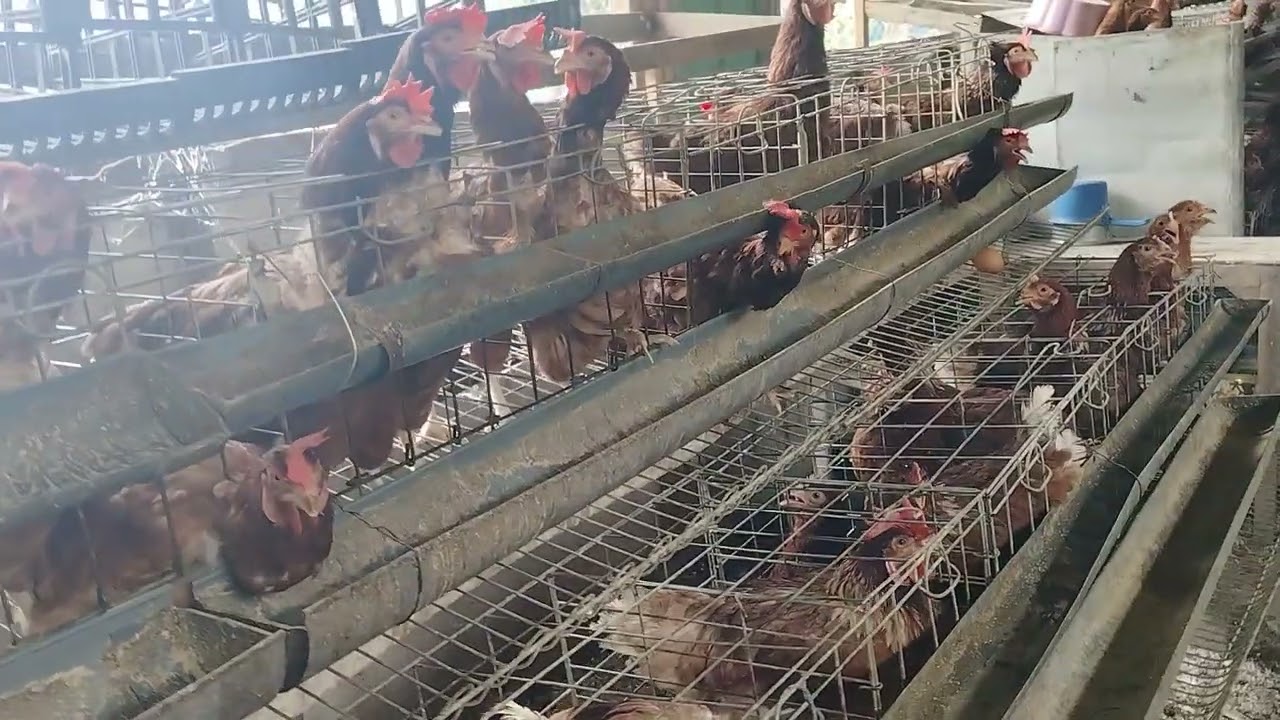 Kandang ayam petelur skala sederhana tak banyak memakan tempat