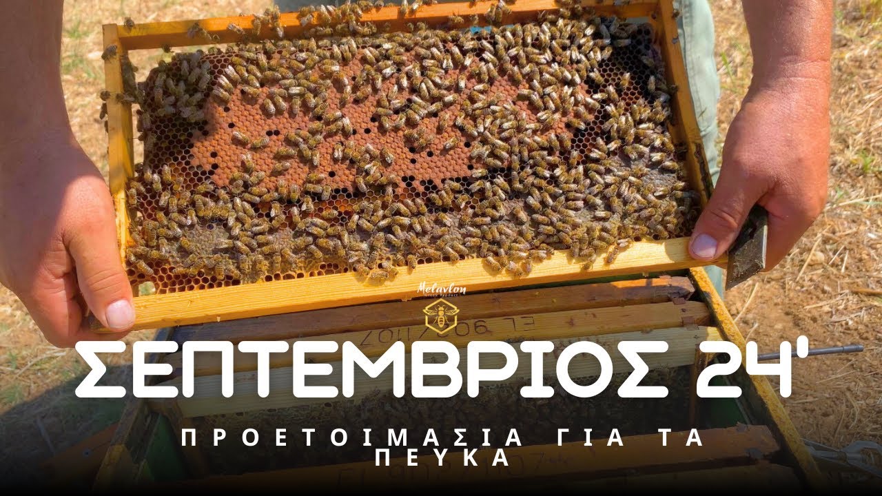 Η κατάσταση των μελισσιών πριν την εισαγωγή τους στα πεύκα. Σεπτέμβριος 2024