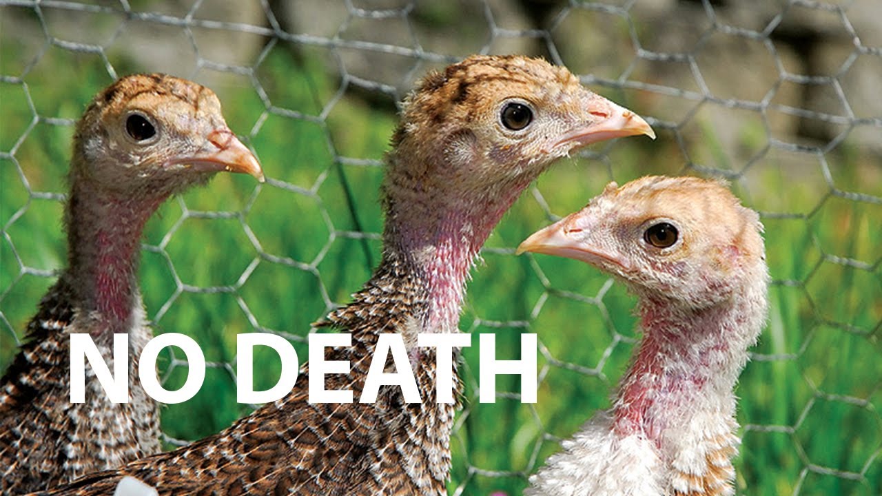 How to raise Turkey Poults with no deaths!