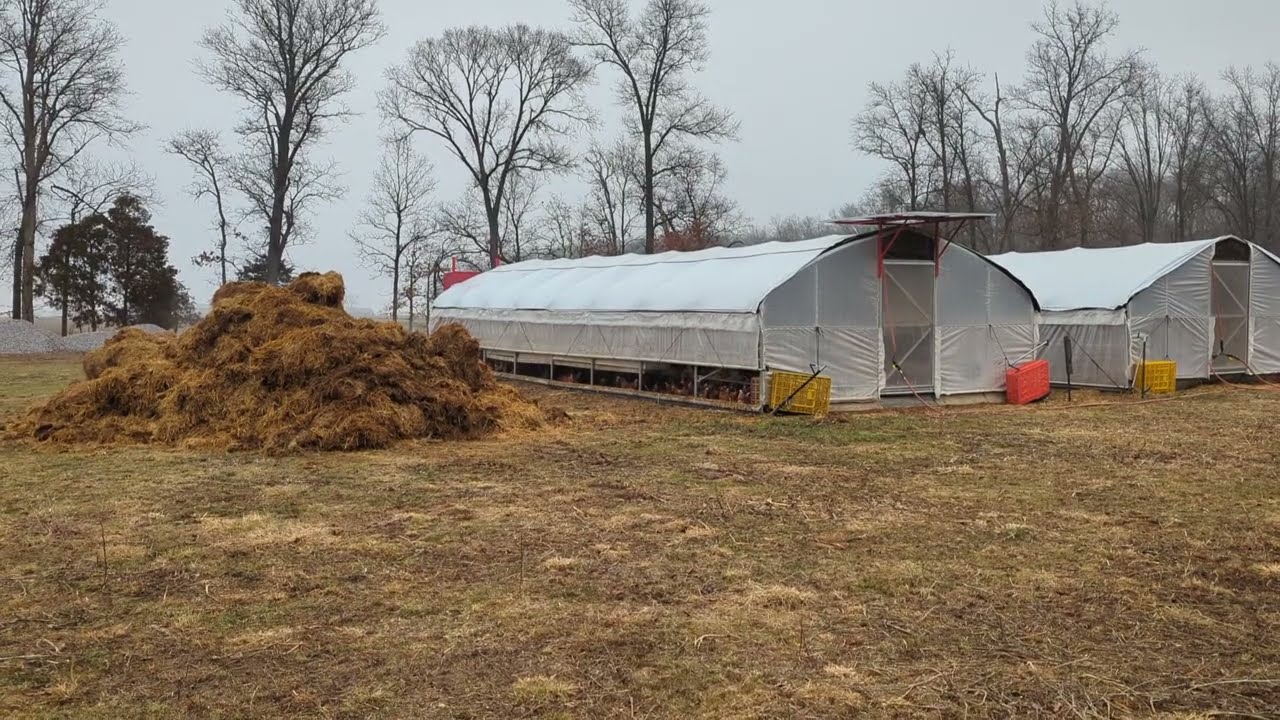 Winter poultry bedding management at Abundant Pastures
