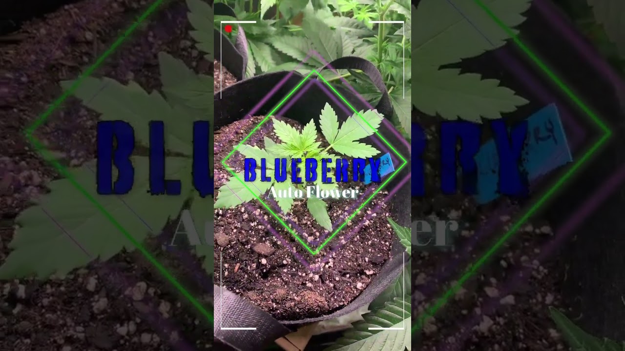 Grow-Along: Spring 2025 #cannabiscommunity