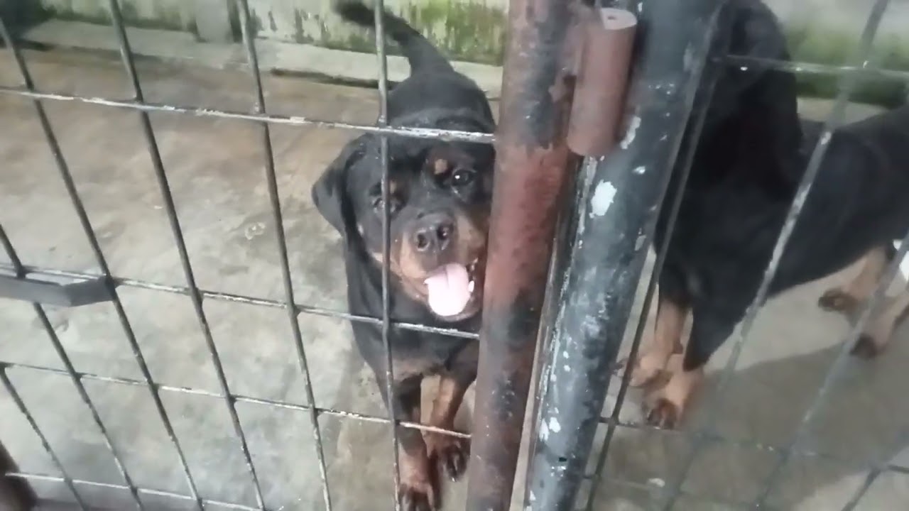 Induk Rottweiler Kalah Besar Dengan Anaknya 