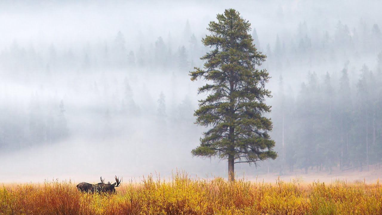 Rites of Autumn: Yellowstone and the Grand Tetons