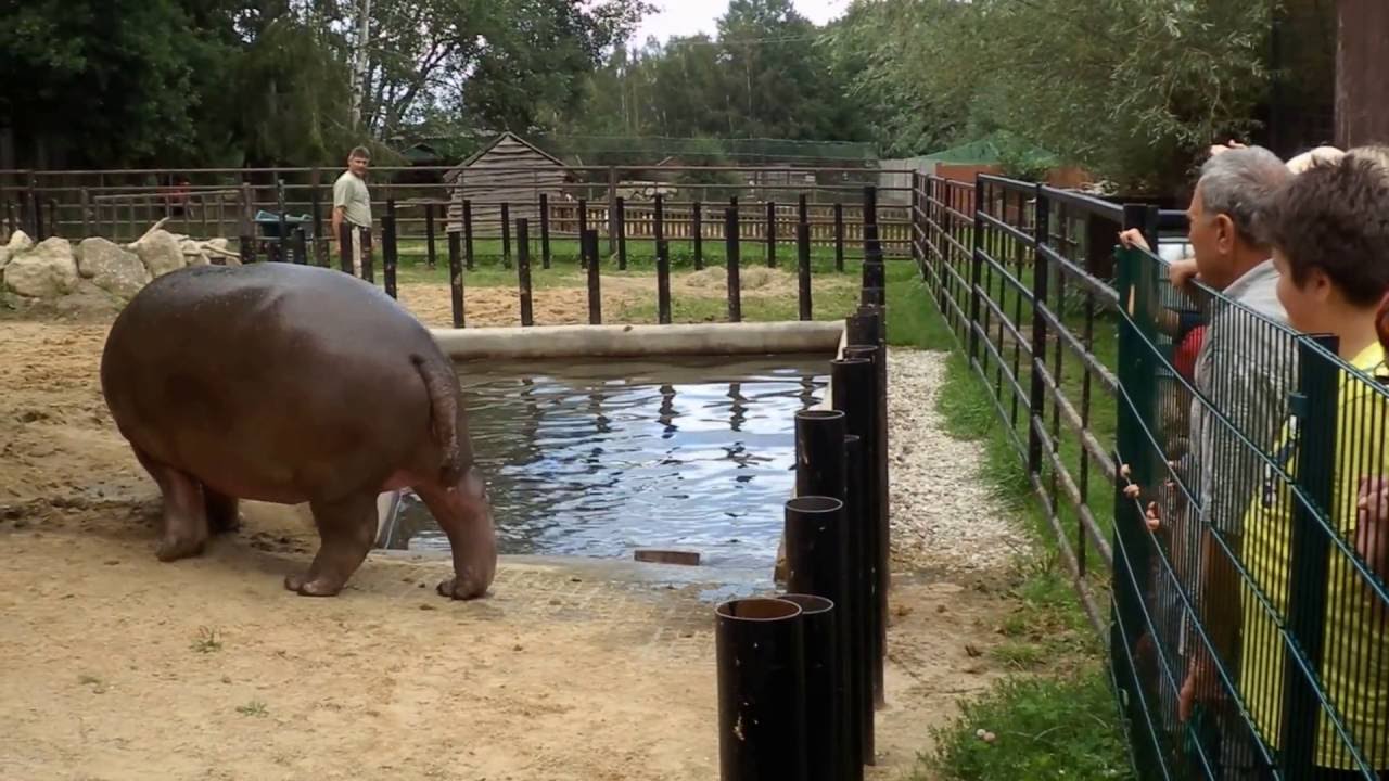 Krmen&iacute; hrocha ZOO Dvorec