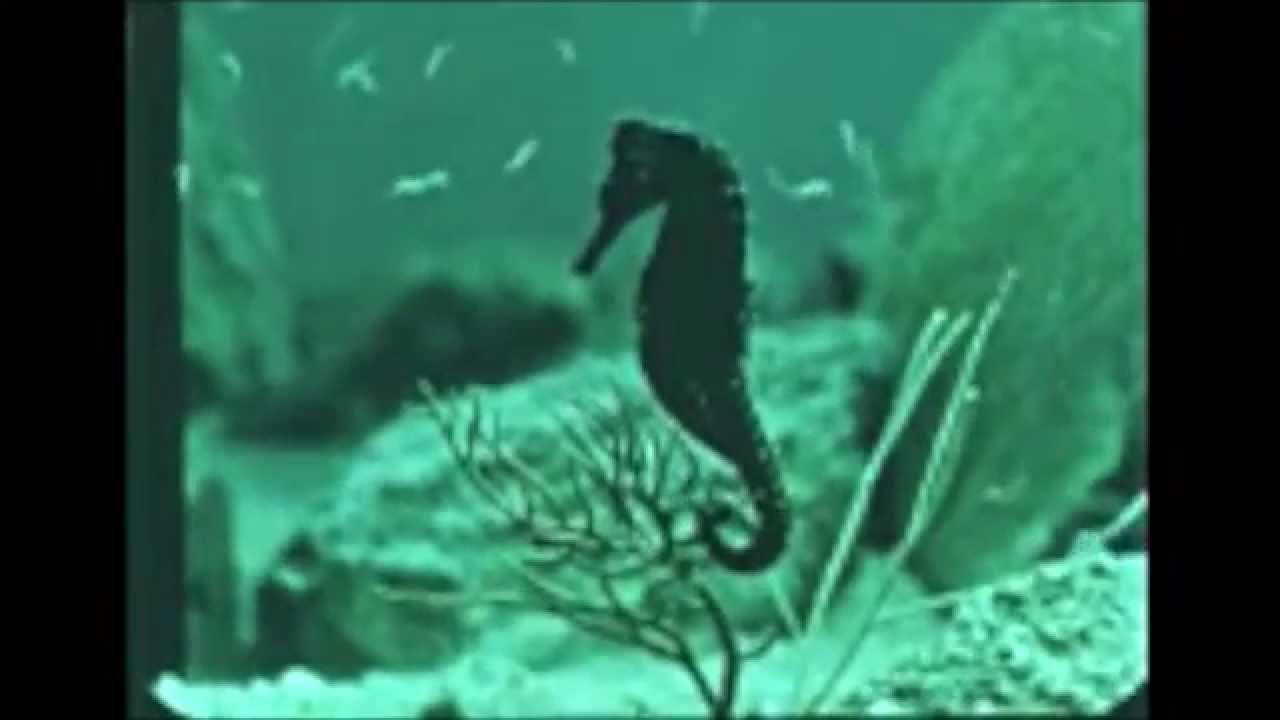 Nirvana - Rape Me (Official Music Video)