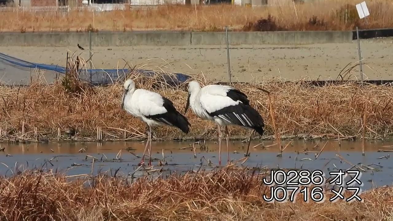 鳴門コウノトリ 2026/02/06 撮影 成長記録 徳島県鳴門市