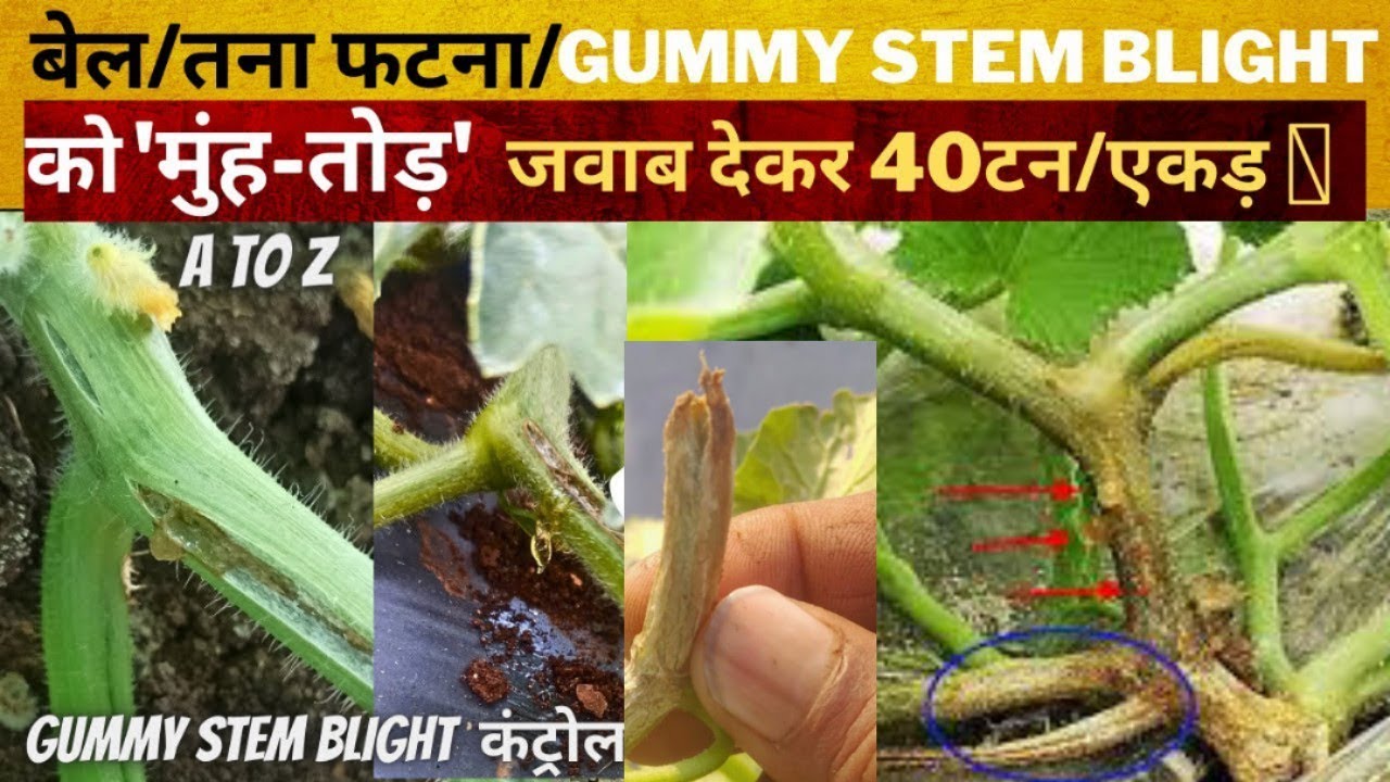 Gummy stem blight control🧐 बेल/तना फटने/गोंद निकालना तुरंत रोके | 100%practical solution |#cucurbit