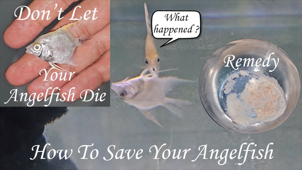 How To Save Your Angelfish | Quick And Easy Remedy | Angelfish Medication | एंजेलफिश को कैसे बचाएं