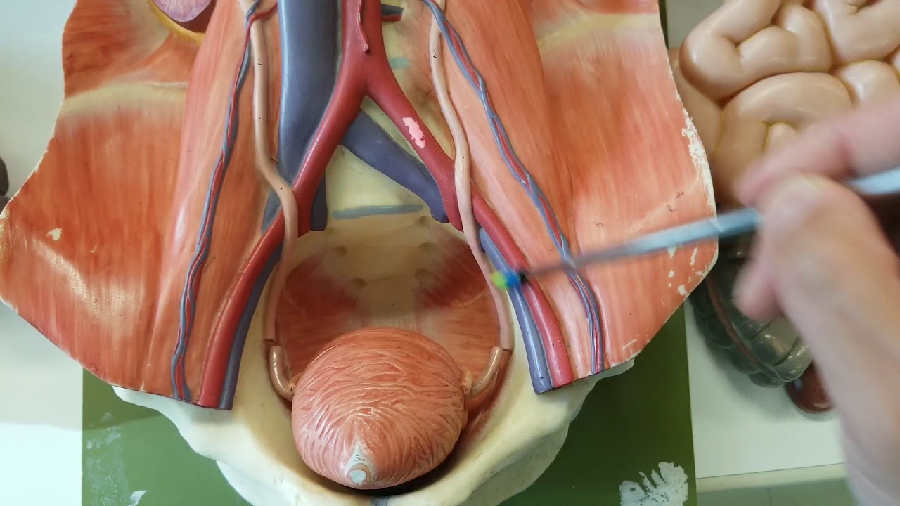 Urinary system gross anatomy