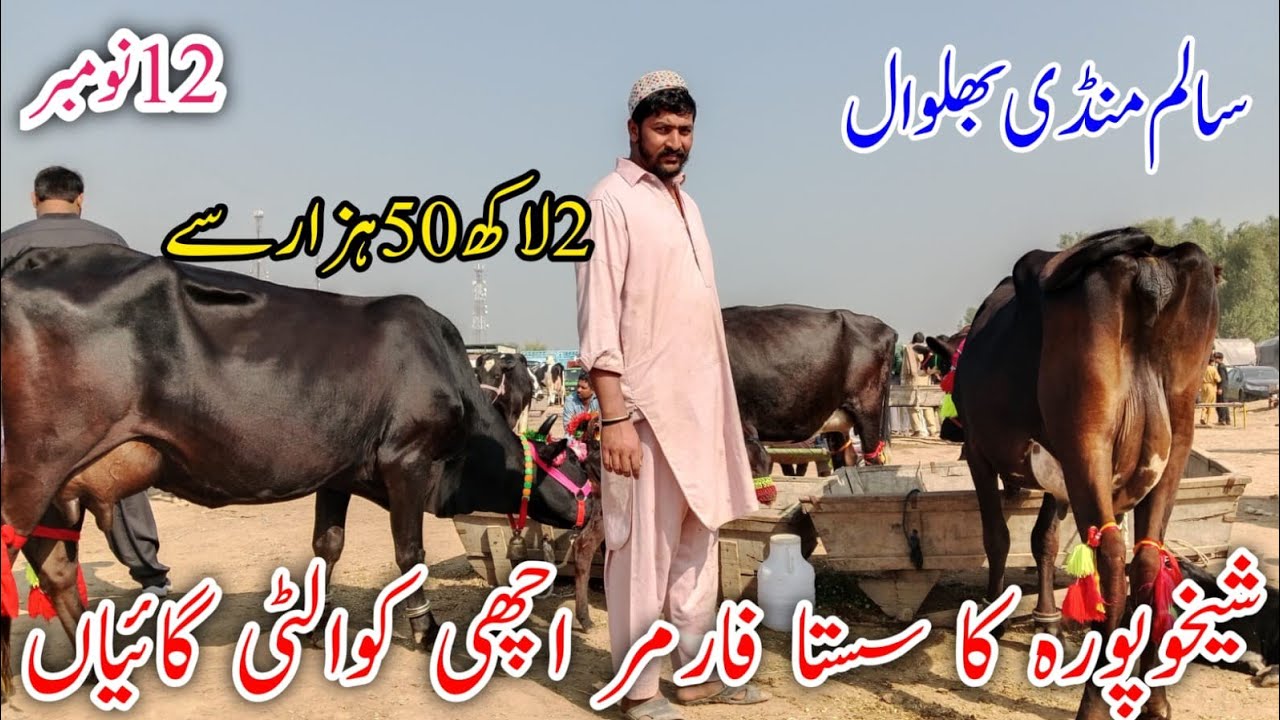 Salam Cow Mandi Jarsey Fresian Australian Cholistani cross breed cows !Ali Best