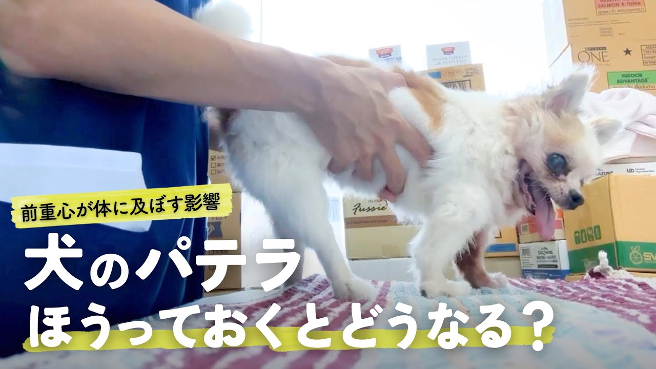 【獣医師が解説】犬のパテラ（膝蓋骨脱臼）をほうっておくとどうなる？前重心が及ぼす体への影響