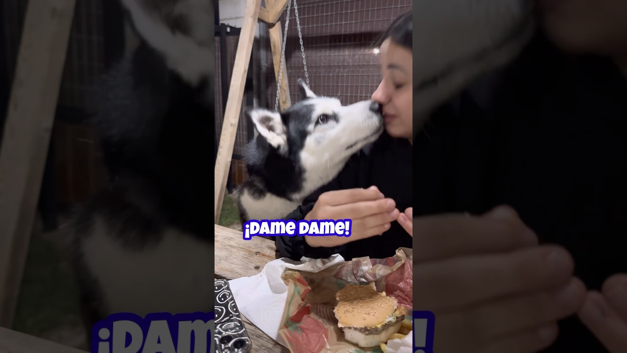 &iexcl;A M&Iacute; D&Aacute;MELO A M&Iacute;! Cuando Max insiste mucho 🐶🤣