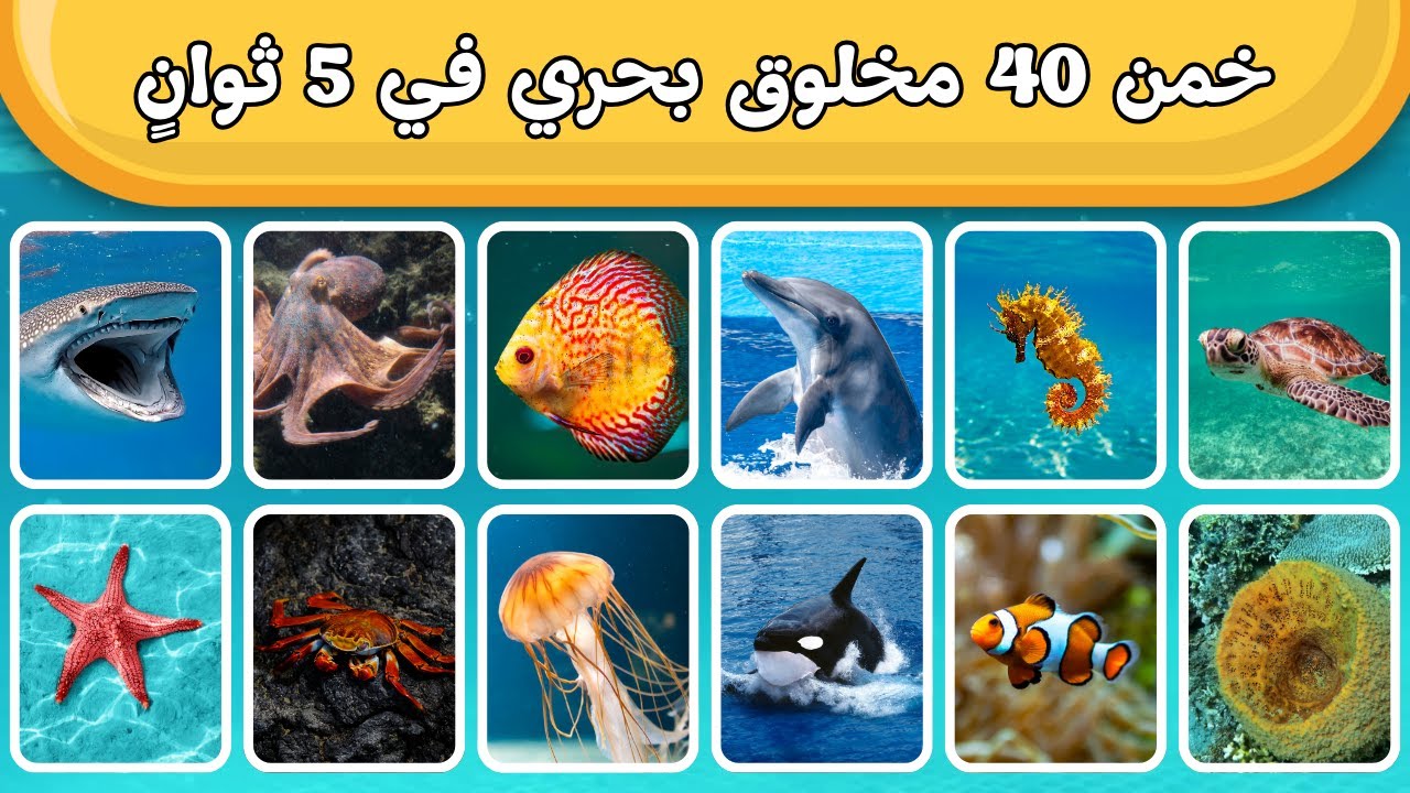 خمن مخلوق البحر 🐠  اختبار الكائنات البحرية للأطفال
