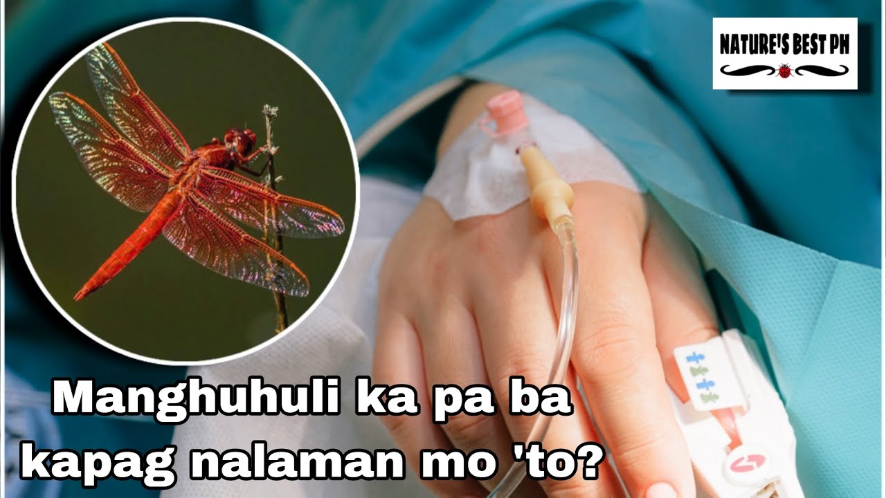 5 Bagay Tungkol sa mga Tutubi | Dragonfly Facts trivia | Nature's Best ph