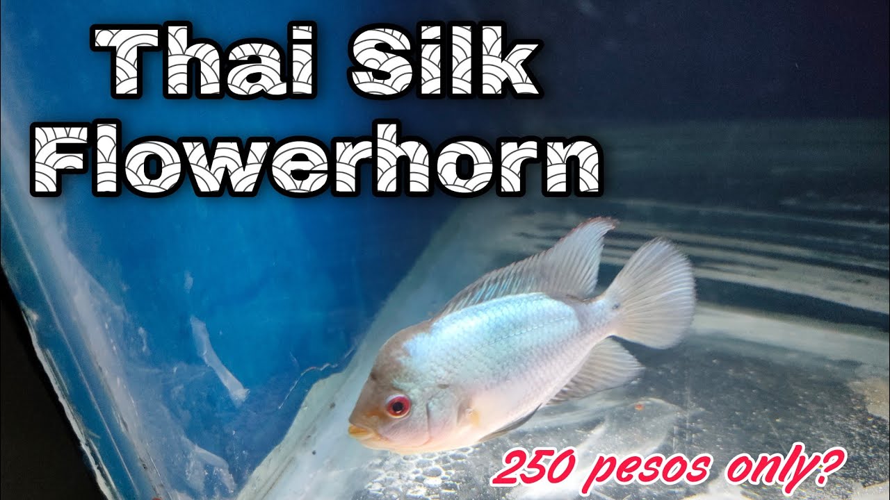 Thai Silk Flowerhorn Fish, Nacrevolver Strain || Sulit ba sa 250 pesos?