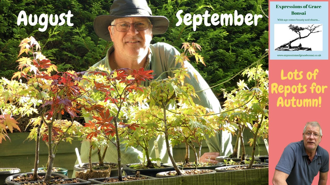 THINK AHEAD, Seasonal Bonsai Tasks, Aug / Sept (Summer)