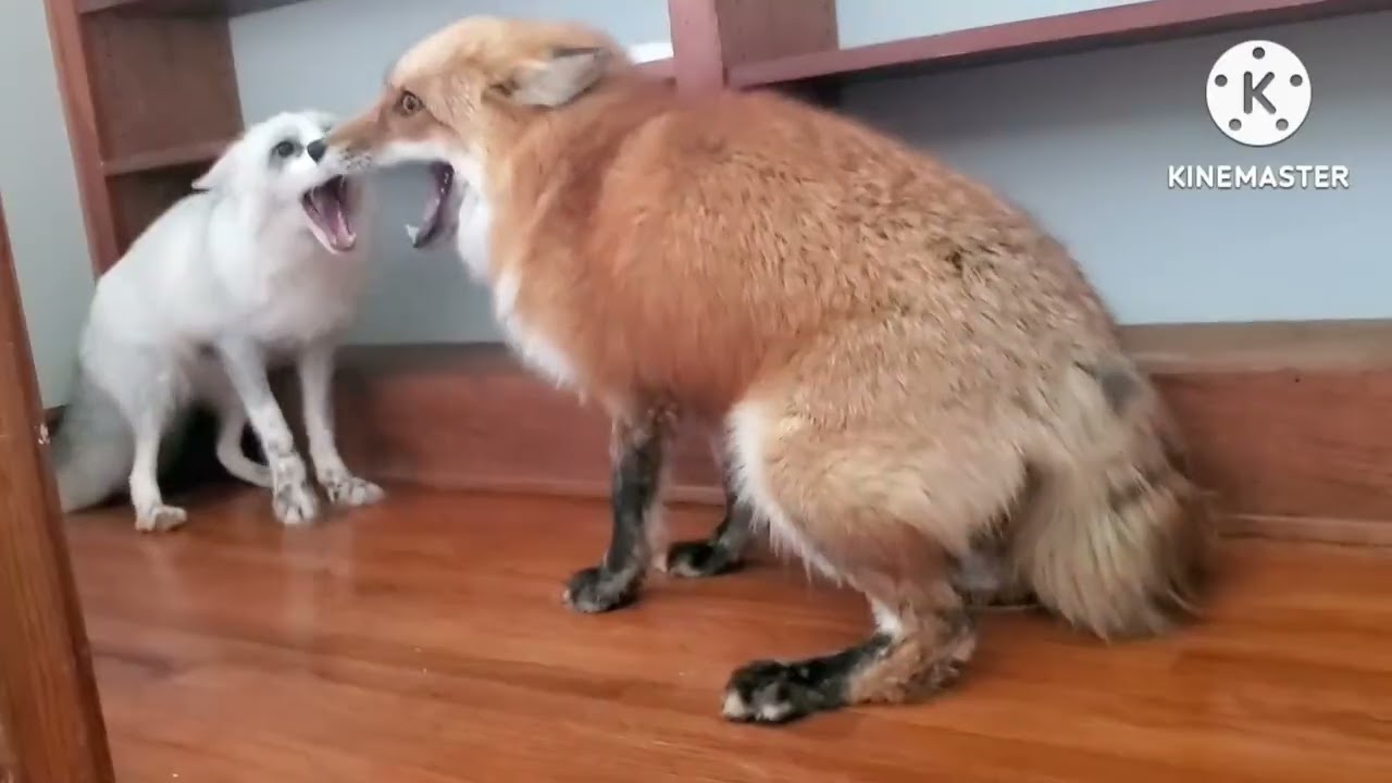 £EMALE FØX̌ƐŠ SCREAMING 