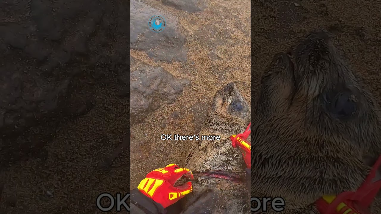 Seal Caught in Shark Trace #shorts