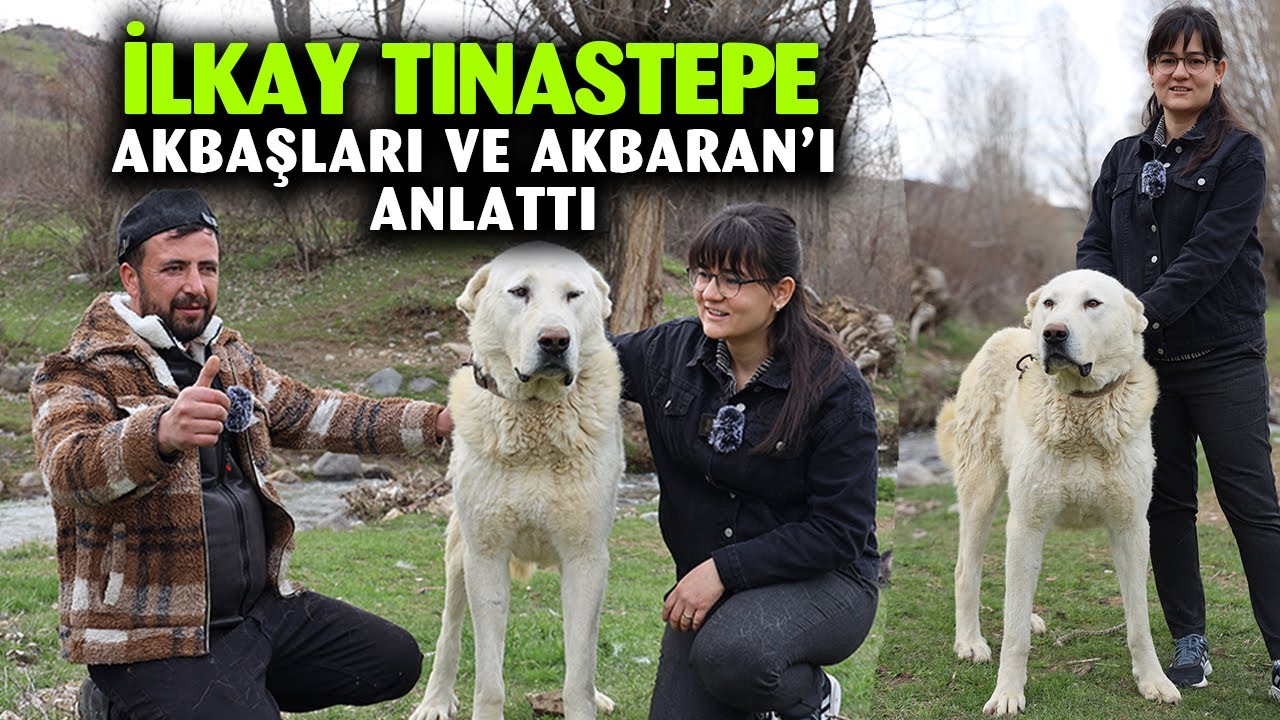 @Dagdayasam AİLESİNİN YENİ &Uuml;YESİ-AKBARAN &Ccedil;OBANSIZ S&Uuml;R&Uuml;YE ALIŞABİLECEKMİ? AKBAŞ YENİ S&Uuml;R&Uuml;YE KAVUŞTU