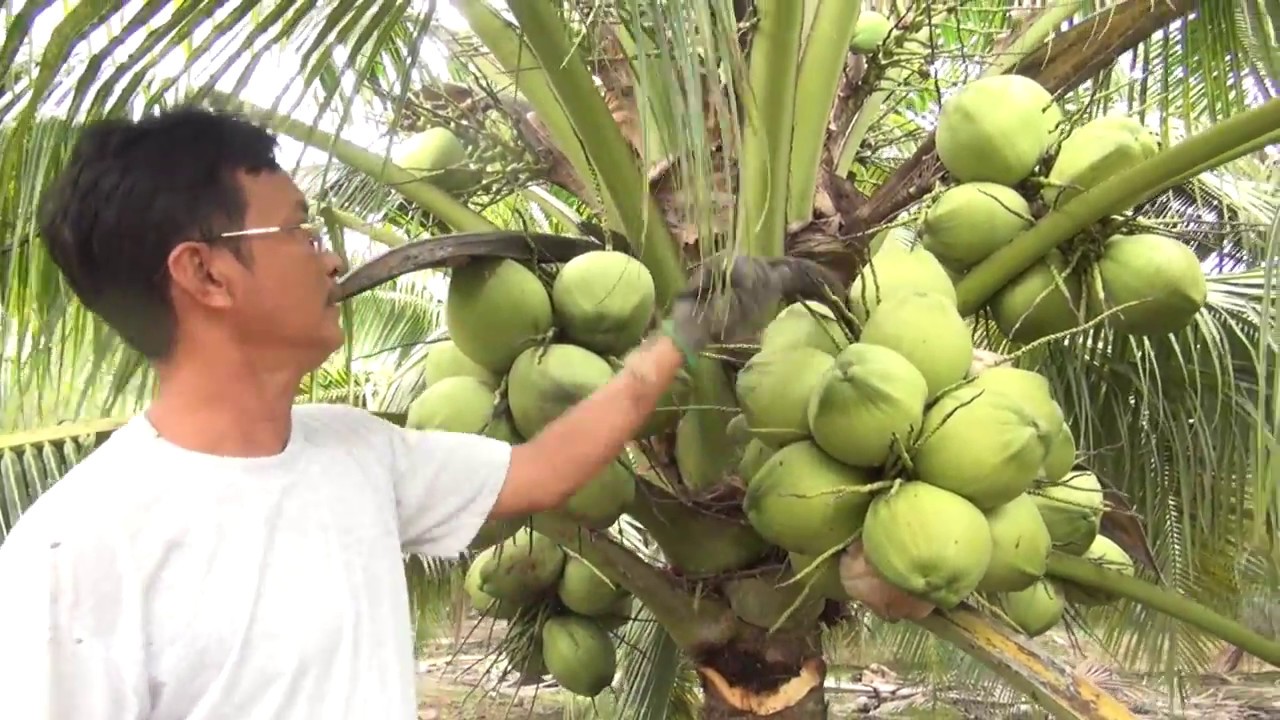 Dừa dứa giống Tám Phong - Cho lưỡi mèo sau 30 tháng trồng.