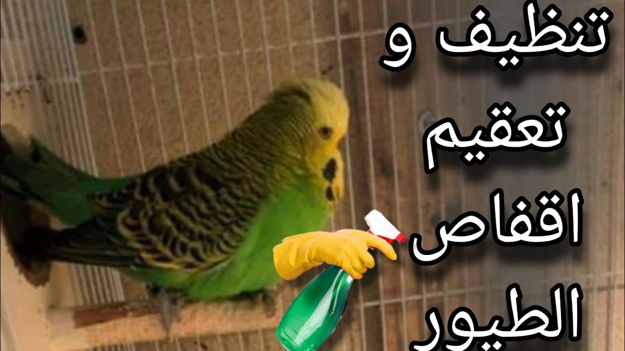 بديل للفركن اس منظف و مطهر  لااقفاص الطيور وغرف التربية  فعال جداااااا