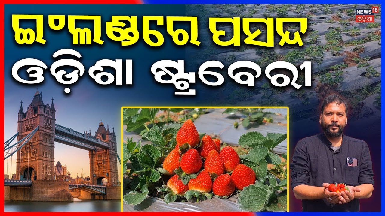 ଲଣ୍ଡନରେ ମନ ମୋହୁଛି ଓଡ଼ିଶା ଷ୍ଟ୍ରବେରୀ | Strawberry export to london from odisha's dhenkanal district