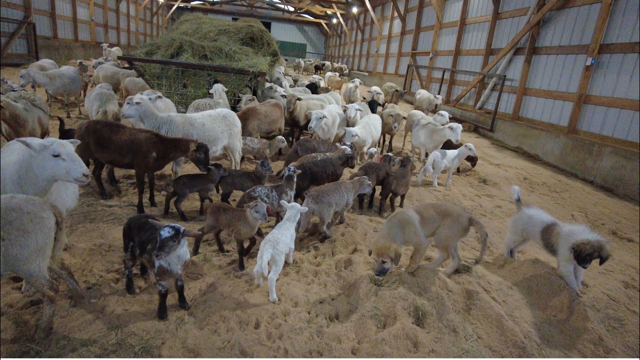 The cheap, dust free bedding we use for our sheep barn!