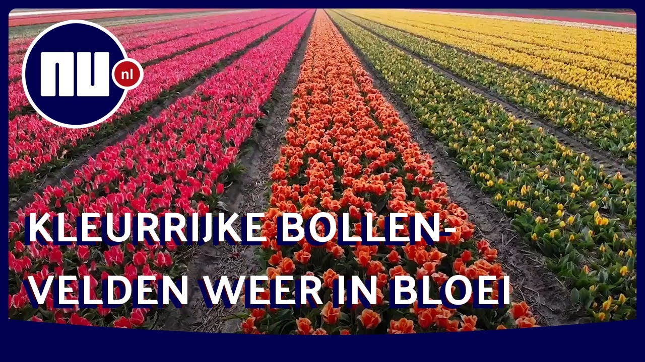 Drone filmt kleurrijke bollenvelden bij Lisse | NU.nl