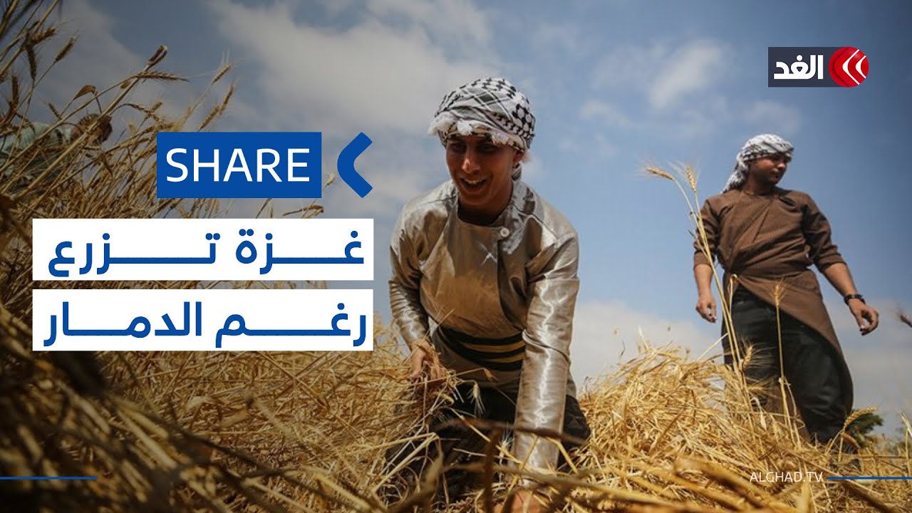 مزارعو غزة يعيدون زراعة أراضيهم من جديد رغم التهديدات والمخاطر #شير