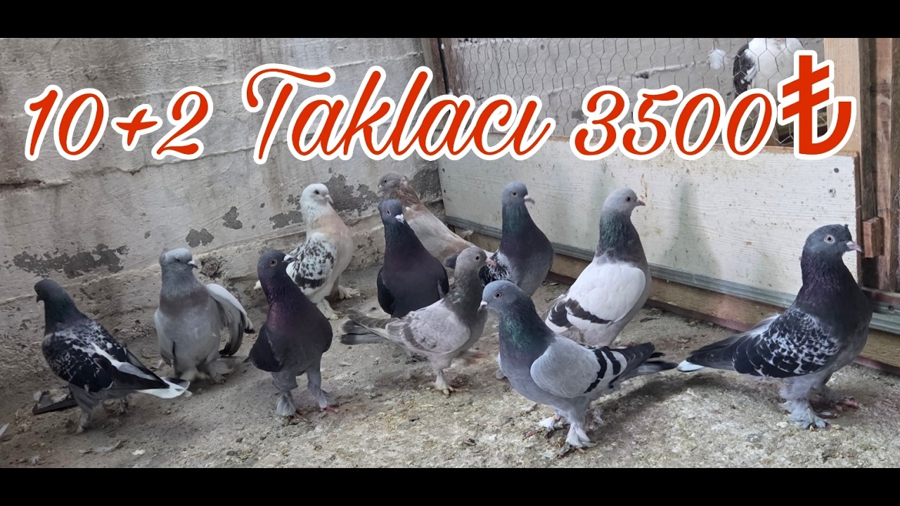 10+2 Taklacı G&uuml;vercin 3500pey. Watsap.545.550.0192