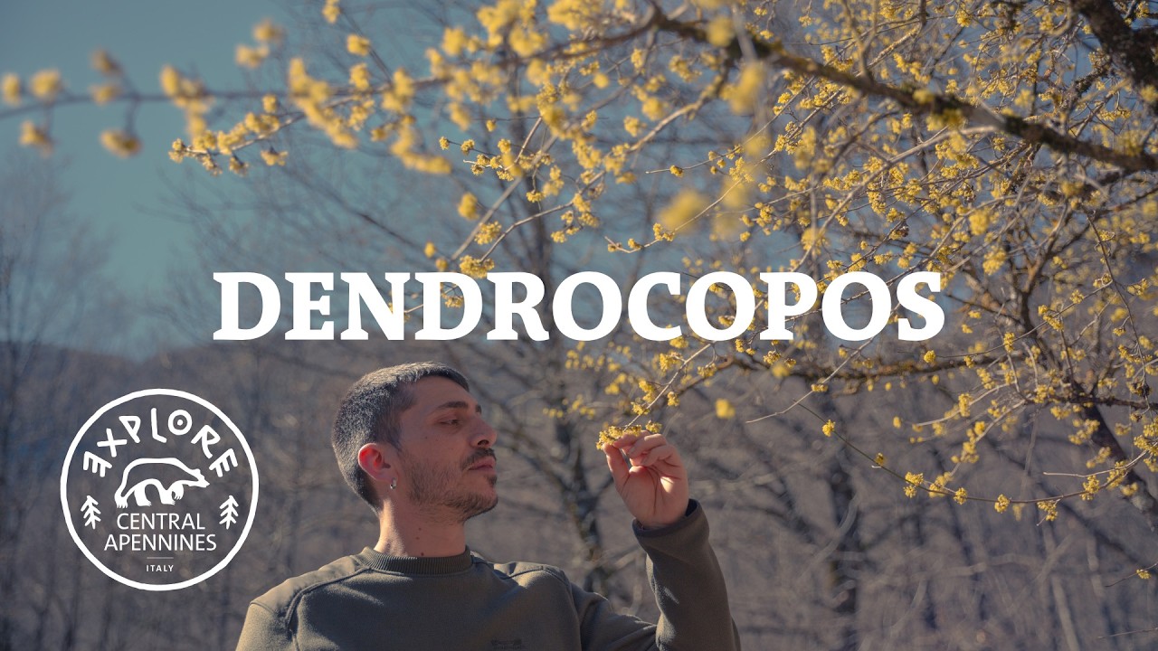 Luca - Dendrocopos