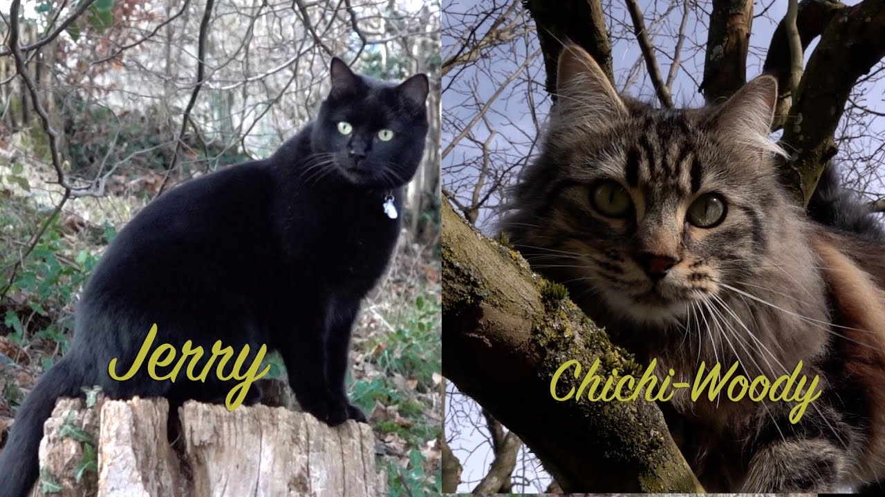 Peter und Jerri fast alleine im Wald   HD 1080p
