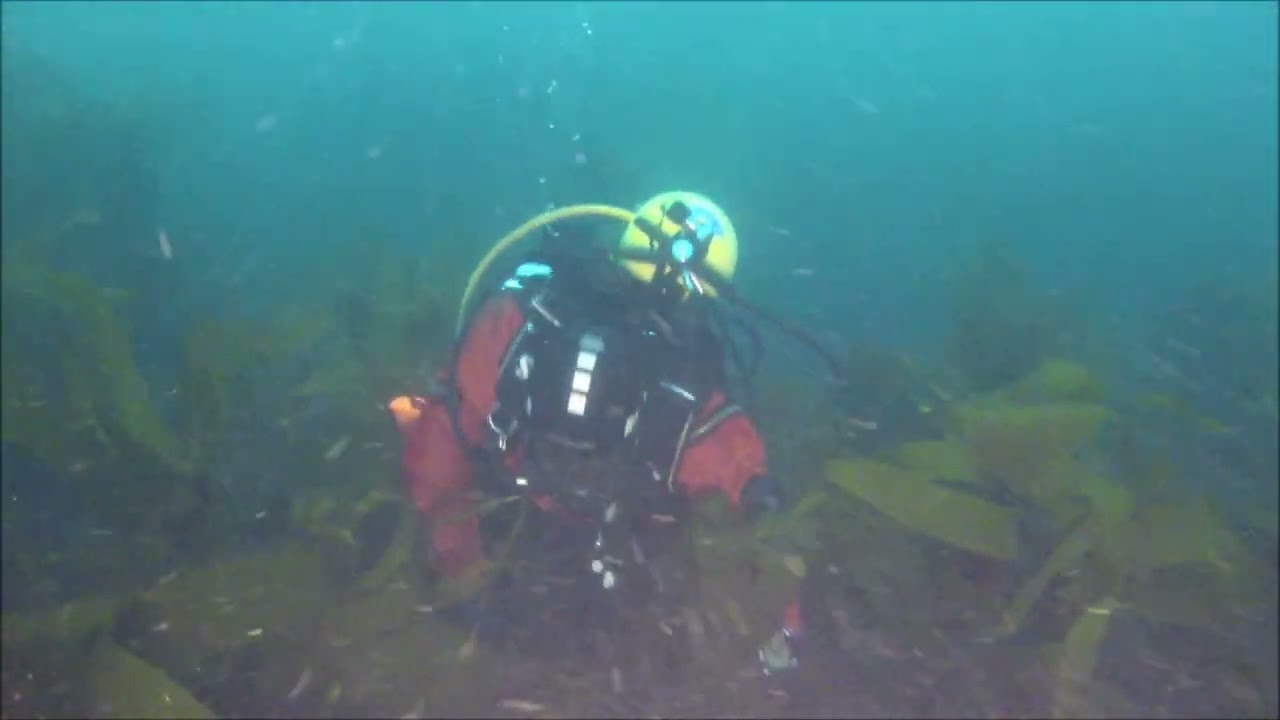 Oil Slick Reef