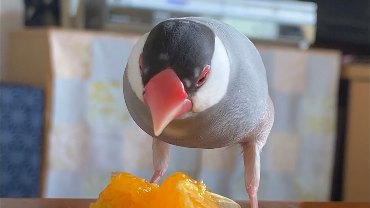 冷凍みかんが解凍されるまで待てない文鳥  あずき  java sparrow