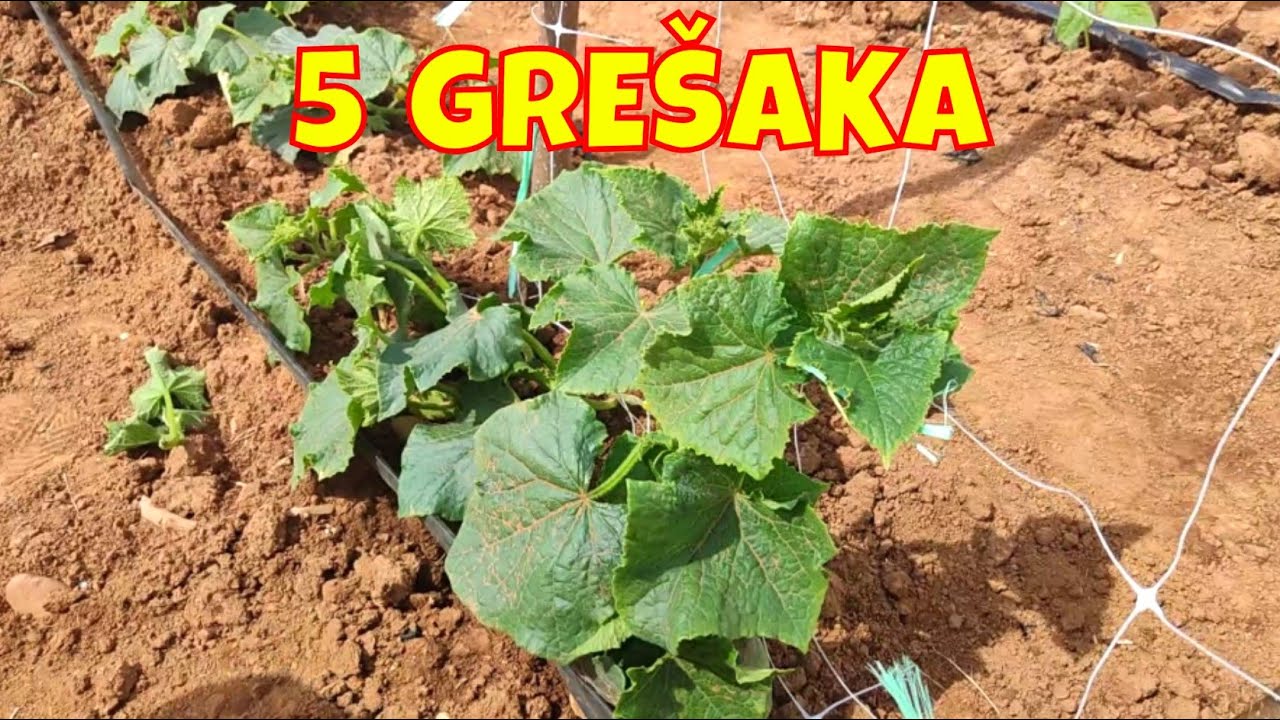 Greške koje smanjuju prinos krastavaca - Savjeti kako ih izbjeći