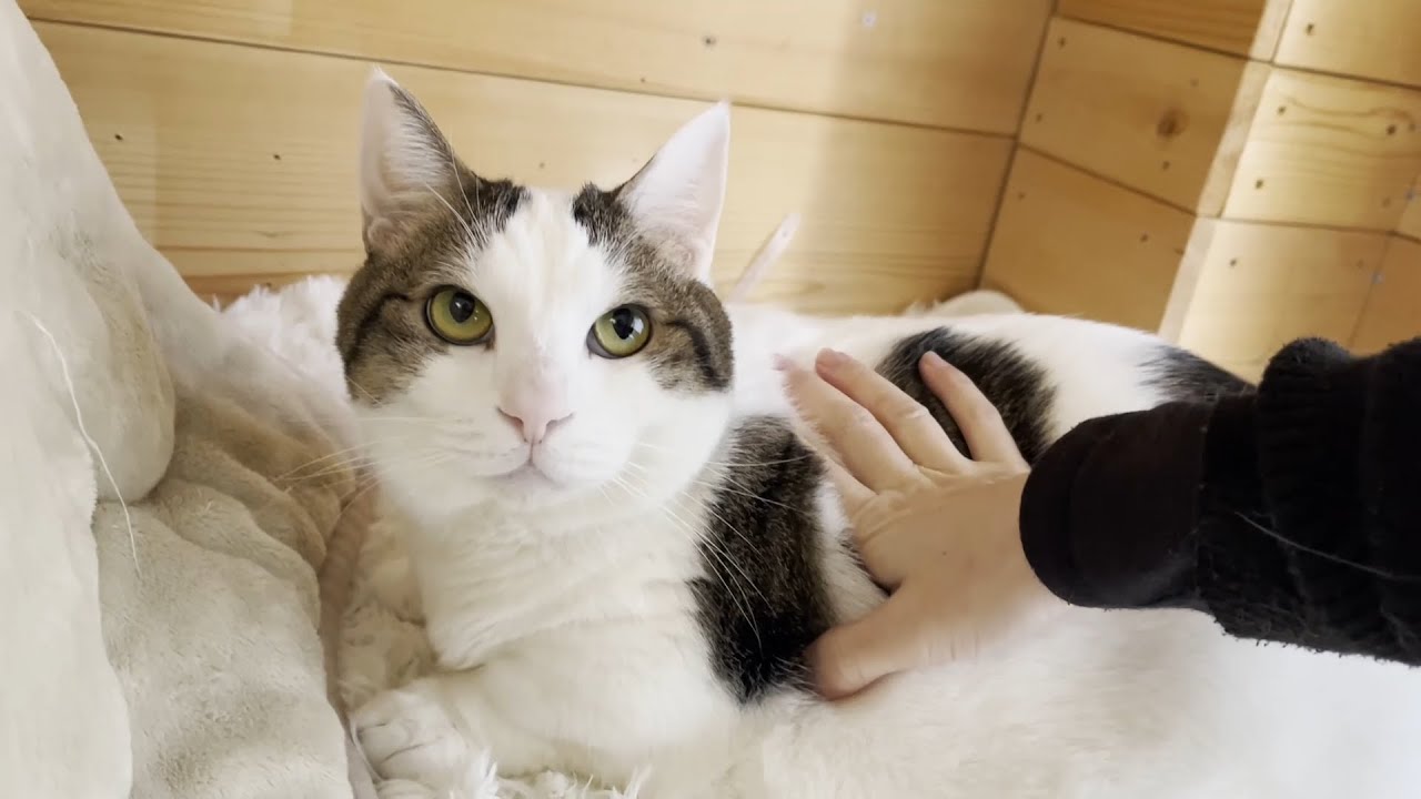 誰かが入ってると入りたくなる、ちょっと迷惑な猫