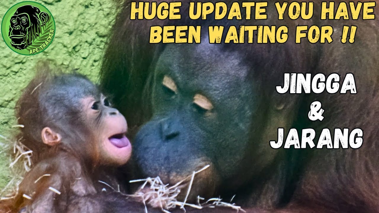 Baby Orangutan Jarang Is Doing Great Heartwarming Update