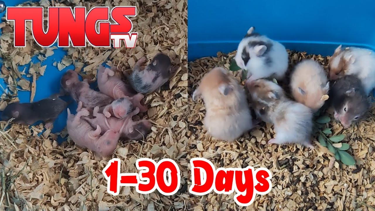1 - 30 Days Baby Hamsters Tungs TV 21