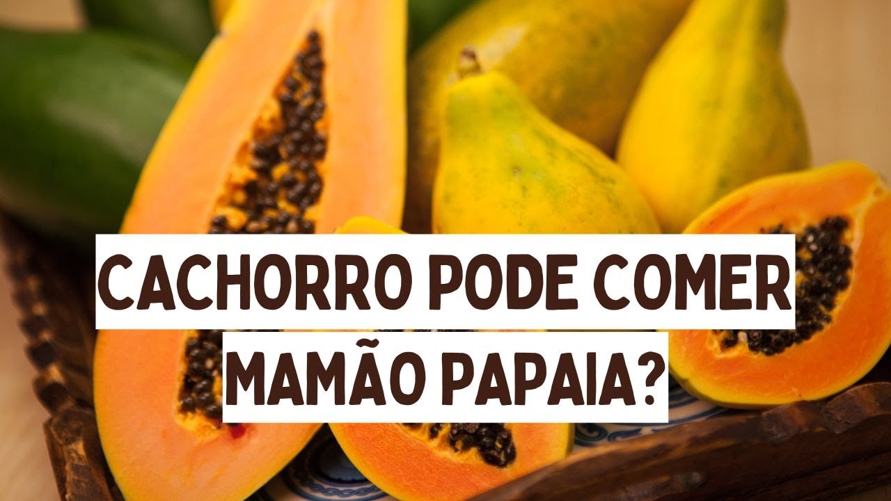 Cães podem comer mamão papaia? I Cão pode comer mamão papaia?