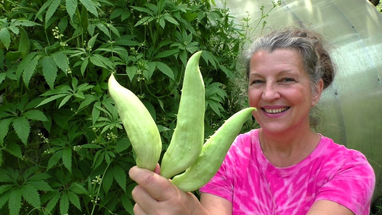 GIGANTICKÁ AČOKČA -  papriko okurka, liána s léčivými účinky - snadno roste, bohatě plodí!