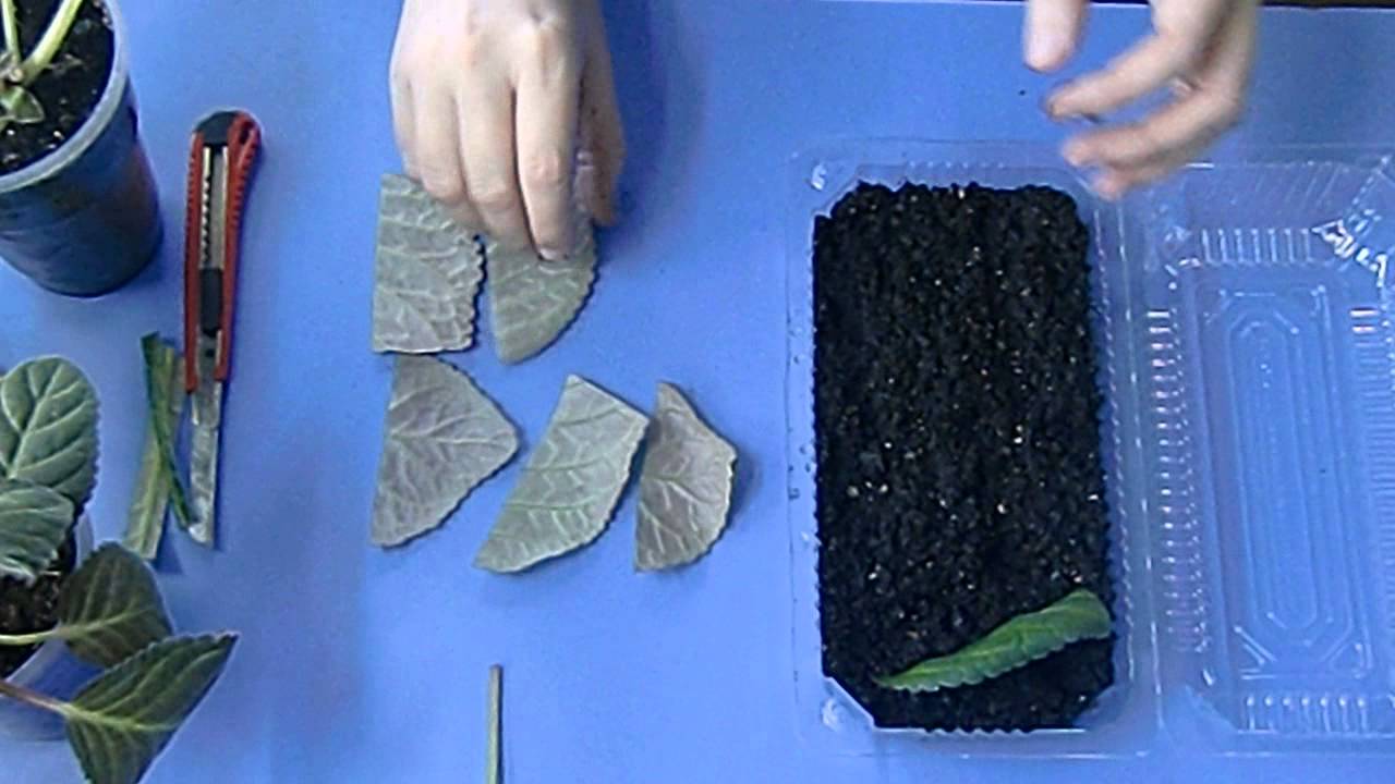 🌼Размножение ГЛОКСИНИЙ фрагментами листа. Море деток🌼 🌱