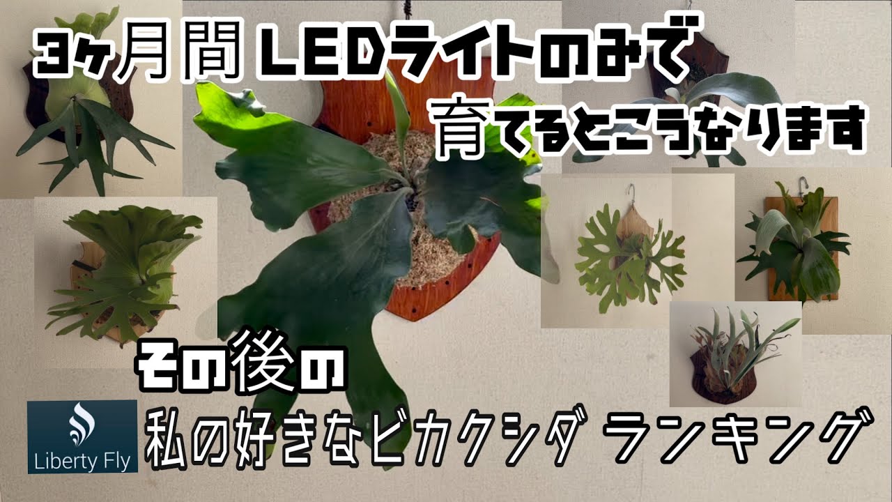 私の好きなビカクシダランキングから3ヶ月経ったビカクシダの成長具合をお届けします