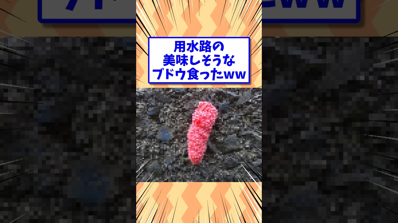 用水路のブドウ食ったことある？ 