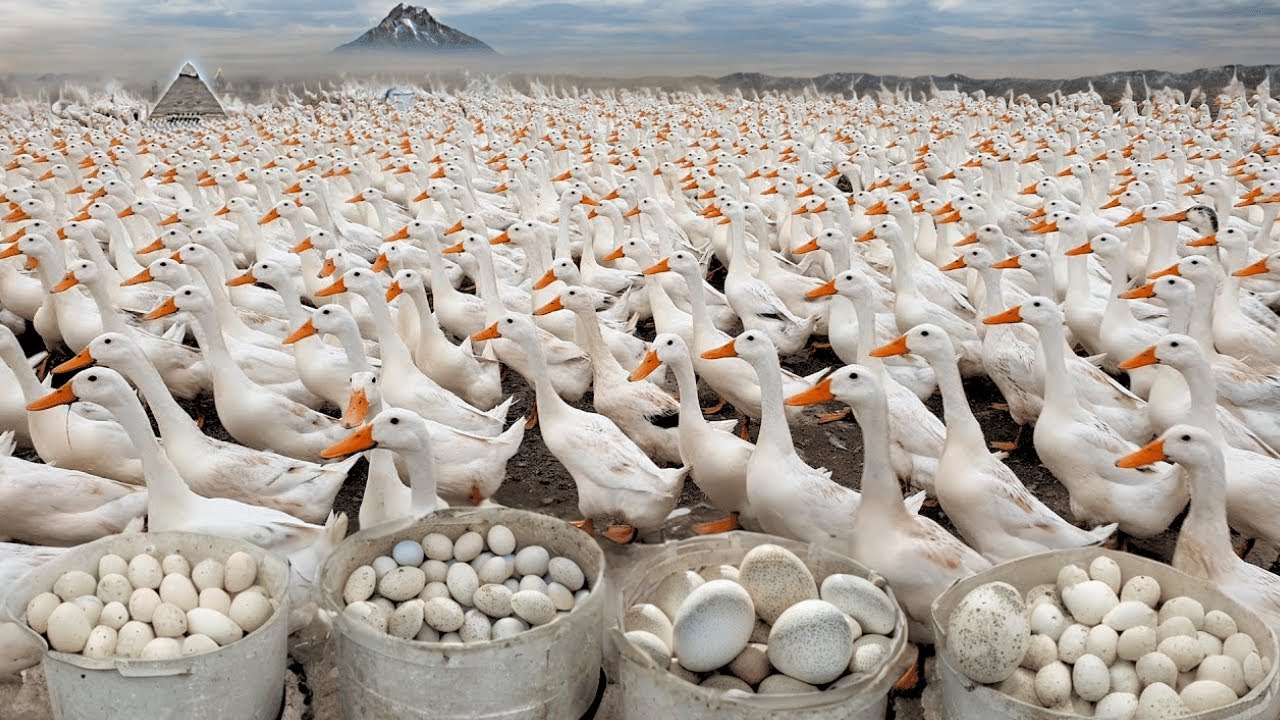 145 Days: Start a Business With a Free Range Duck Farming Model.